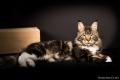 Lounycat : élevage de chats Maine Coon 