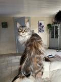 Lounycat : élevage de chats Maine Coon 