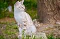 Chatterie Catsiam et jardin du bonheur