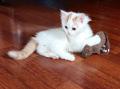 Chaton Turc de Van Turkish Van