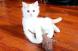 Chaton Turkish Van prochainement 