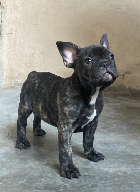 Bouledogue Francais Exotique Topannonces Ch