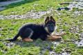 Chiot berger allemand mâle