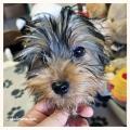 Yorkshire Terrier cuccioli disponibili 