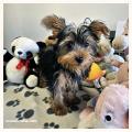 Yorkshire Terrier cuccioli disponibili 