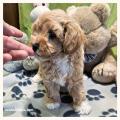 Maltipoo cuccioli disponibili