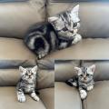 Chaton british tabby (whiskas)