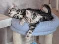 Chaton british tabby (whiskas)