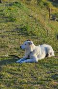 A donner superbe border collie, 3 ans