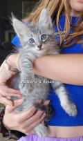 Jolis petits chatons angora 