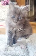 Jolis petits chatons angora 