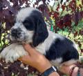 Chiots Cockers Anglais LOF Disponible au 20 septembre