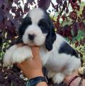 Chiots Cockers Anglais LOF Disponible au 20 septembre