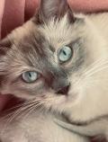 Chatons siamois cherche famille 