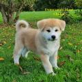  Chiot mâle Akita Inu du Domaine du Mont Chokaï Suisse