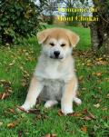  Chiot mâle Akita Inu du Domaine du Mont Chokaï Suisse