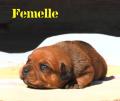 Chiots Staffordshire bull terrier (staffie) LOF