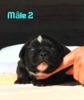 Chiots Staffordshire bull terrier (staffie) LOF