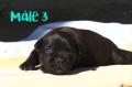 Chiots Staffordshire bull terrier (staffie) LOF