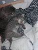 Chatons british shorthair X syberien