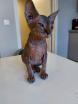 Sphynx femelle 8 mois