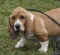 Basset Hound LOF