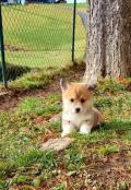 adorable chiot welsh corgi pembroke