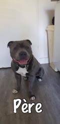 Staffordshire bull terrier 