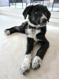 Chiot Border collie/ Appenzellois