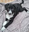 Chiot Border collie/ Appenzellois