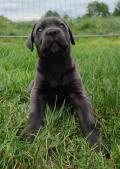 Chiots Cane Corso LOF