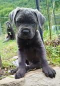 Chiots Cane Corso LOF