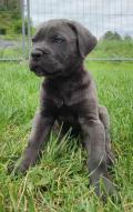 Chiots Cane Corso LOF