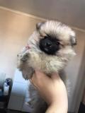 Chiots pomeranian