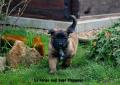 Chiots berger belge tervueren