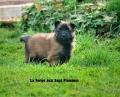 Chiots berger belge tervueren