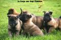 Chiots berger belge tervueren