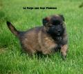 Chiots berger belge tervueren