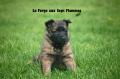 Chiots berger belge tervueren