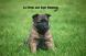 Chiots berger belge tervueren