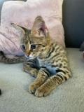 chaton mâle F1 savannah disponible