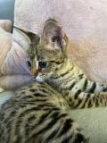 chaton mâle F1 savannah disponible