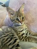 chaton mâle F1 savannah disponible