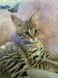 chaton mâle F1 savannah disponible