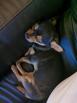Chihuahua a vendre 