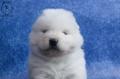 Chiots Samoyede LOF