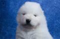 Chiots Samoyede LOF