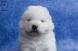 Chiots Samoyede LOF