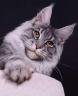 Saillie male maine coon sublime 