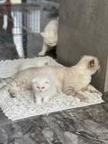 British shorthair blanc